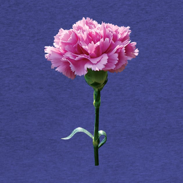 Carnations - One Pink Carnation by SusanSavad